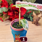 Alocasia Dragon Scale albo