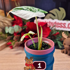 Alocasia Dragon Scale albo