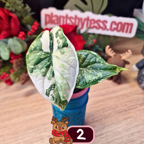 Alocasia Dragon Scale albo