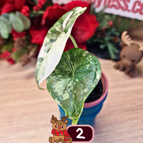 Alocasia Dragon Scale albo