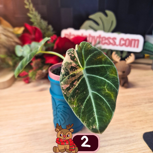 Alocasia Black Velvet pink