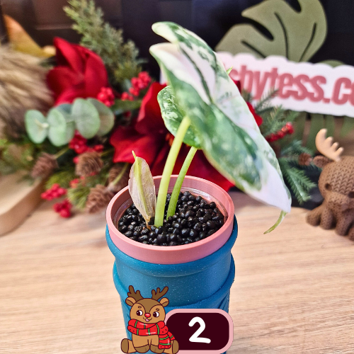 Alocasia Dragon Scale albo