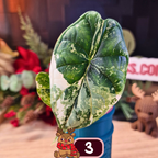 Alocasia Dragon Scale albo