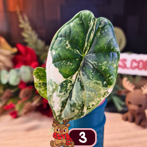 Alocasia Dragon Scale albo