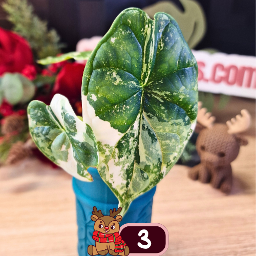 Alocasia Dragon Scale albo