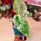 Alocasia Dragon Scale albo