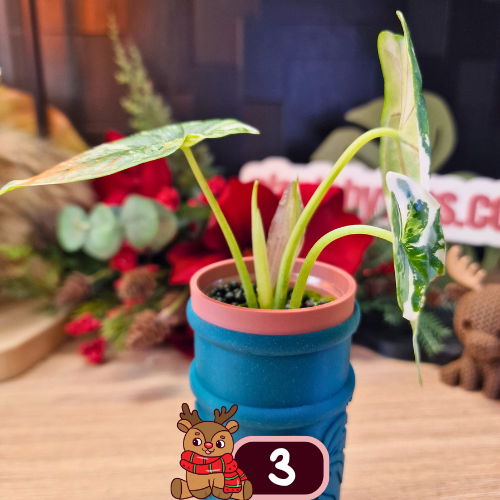 Alocasia Dragon Scale albo