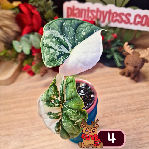 Alocasia Dragon Scale albo