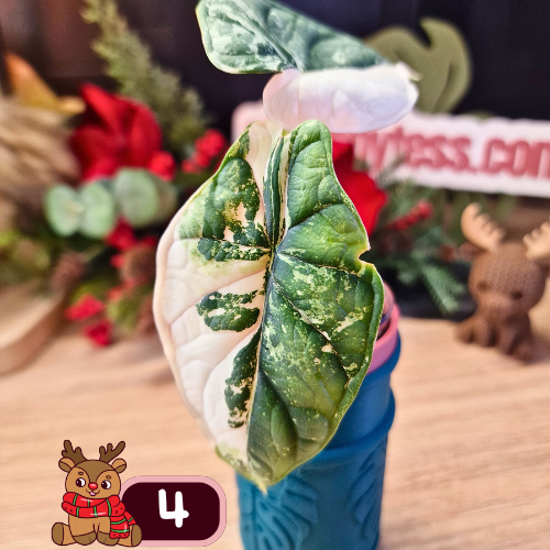 Alocasia Dragon Scale albo