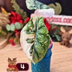 Alocasia Dragon Scale albo