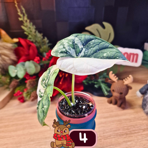 Alocasia Dragon Scale albo