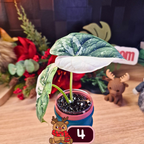 Alocasia Dragon Scale albo