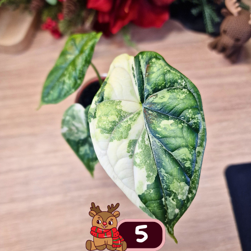 Alocasia Dragon Scale albo