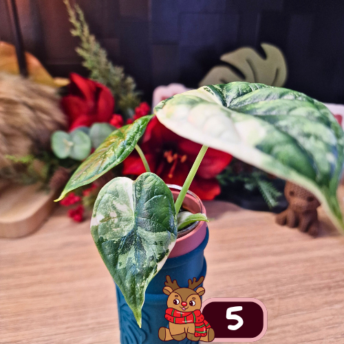 Alocasia Dragon Scale albo