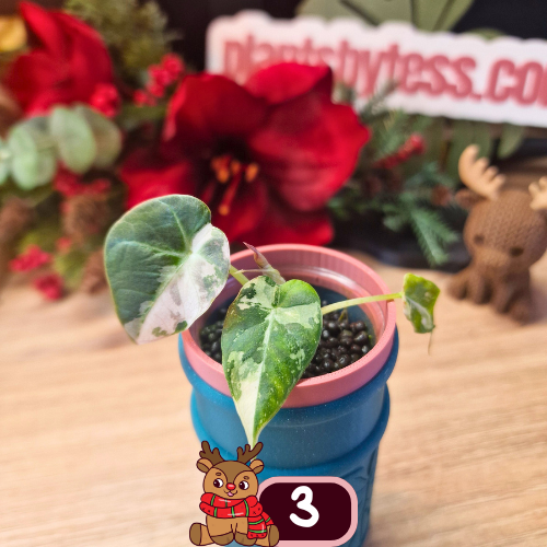 Alocasia Black Velvet pink