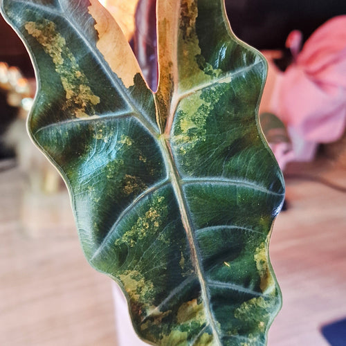 Alocasia 'Pseudo' Sanderiana aurea Corm