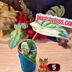 Alocasia Dragon Scale albo