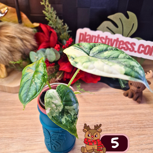 Alocasia Dragon Scale albo