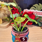 Alocasia Dragon Scale albo