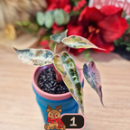 Alocasia Bambino Aurea