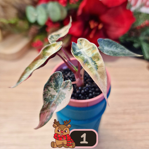 Alocasia Bambino Aurea