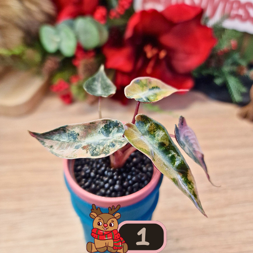 Alocasia Bambino Aurea