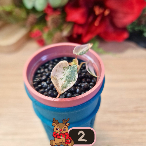 Alocasia Bambino Aurea