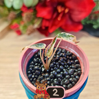 Alocasia Bambino Aurea