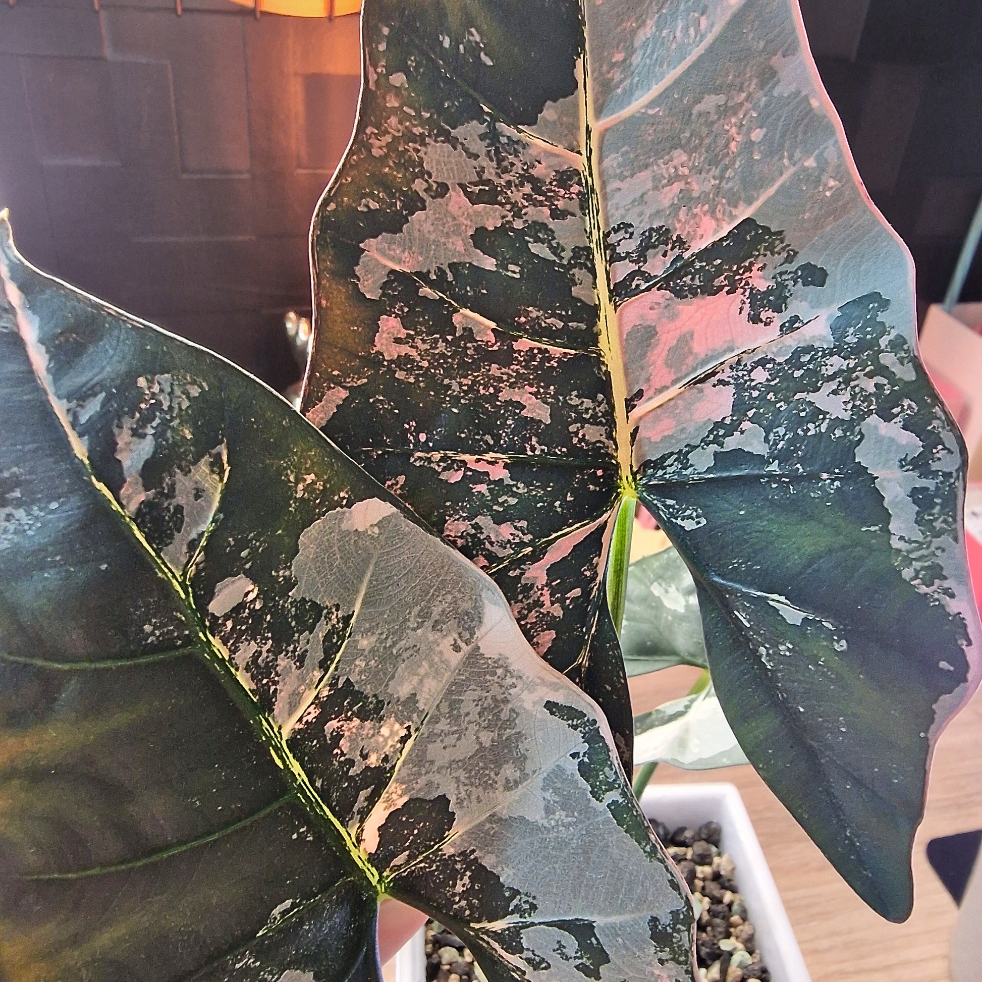 Alocasia Scabriuscula albo/pink corm