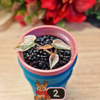 Alocasia Bambino Aurea