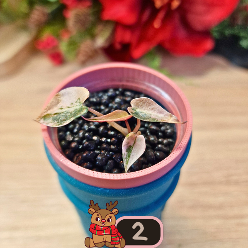 Alocasia Bambino Aurea