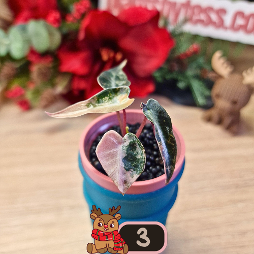 Alocasia Bambino Aurea