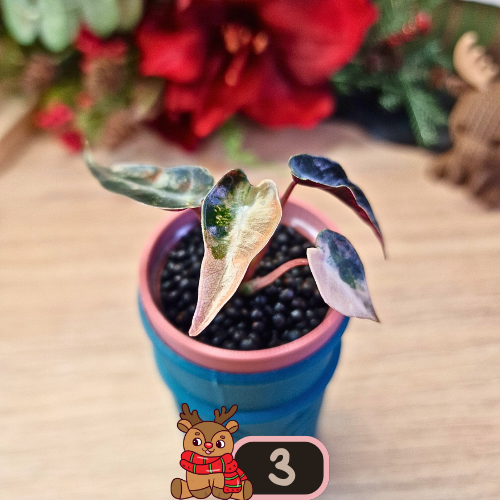 Alocasia Bambino Aurea