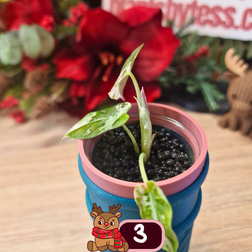 Alocasia Black Velvet pink