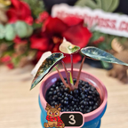 Alocasia Bambino Aurea