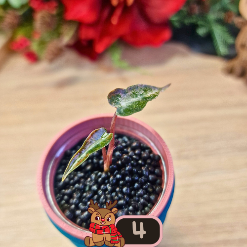 Alocasia Bambino Aurea