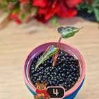 Alocasia Bambino Aurea