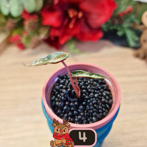 Alocasia Bambino Aurea