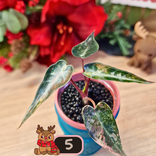 Alocasia Bambino Aurea