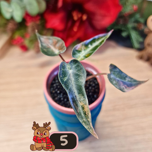 Alocasia Bambino Aurea