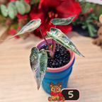 Alocasia Bambino Aurea