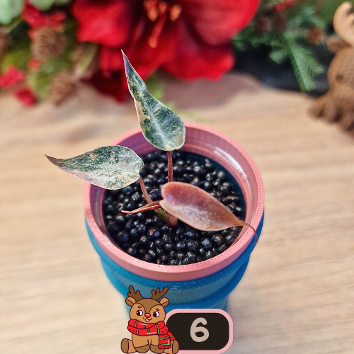 Alocasia Bambino Aurea