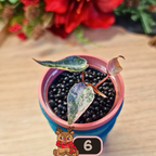 Alocasia Bambino Aurea