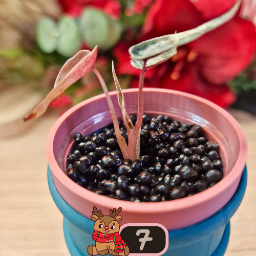 Alocasia Bambino Aurea