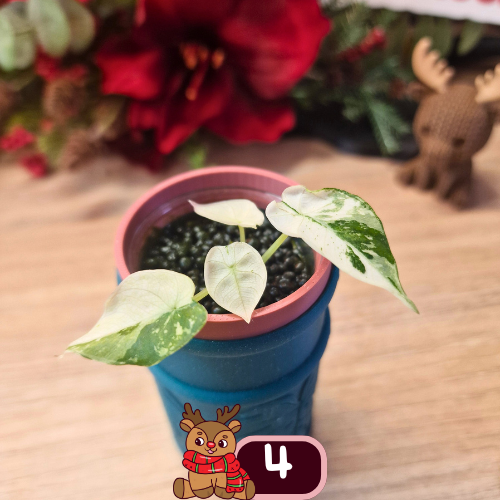 Alocasia Black Velvet pink