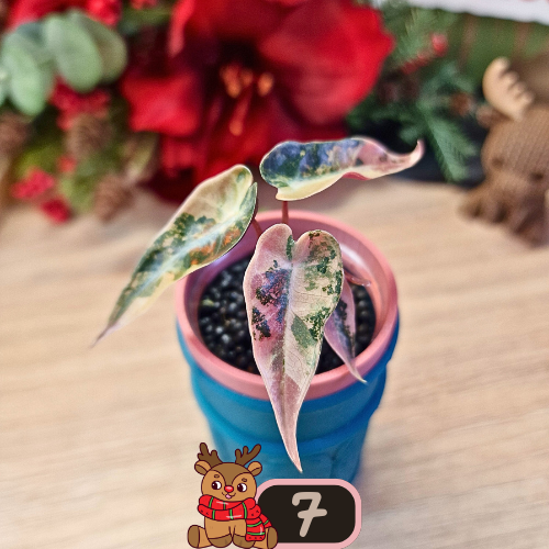 Alocasia Bambino Aurea