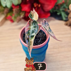 Alocasia Bambino Aurea