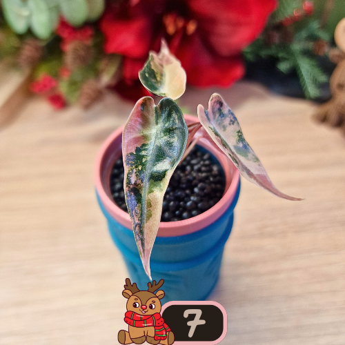 Alocasia Bambino Aurea