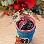 Alocasia Bambino Aurea