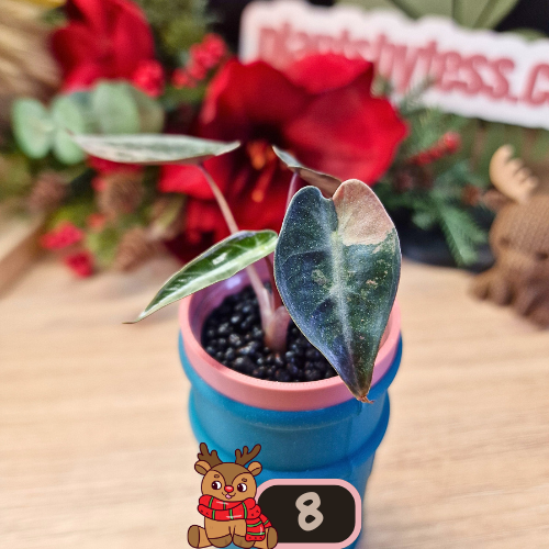 Alocasia Bambino Aurea